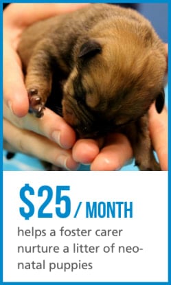 A monthly donation of $25 per month can help a foster carer care for neo-natal puppies