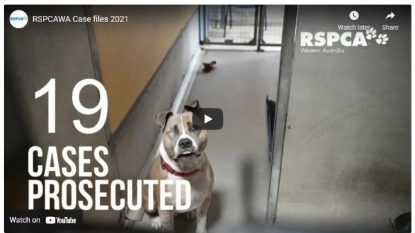 RSPCA WA opens case files to reveal shocking neglect trend