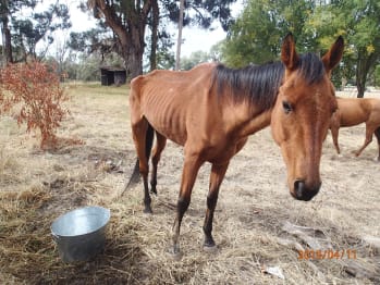 Sunny, a gelding, was found extremely emaciated by RSPCA WA Inspectors
