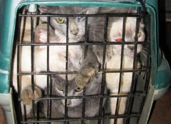 Cats locked in truck for three days