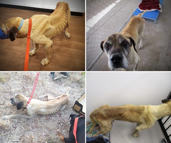 Kuda, aged around 15 years, was severely emaciated and had to be euthanised