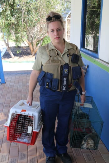Inspector carrying crates of rabbits being rescued