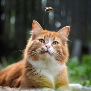 Bees can be a danger for pets in the garden in Spring and Summer