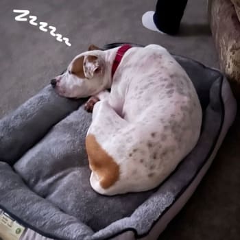 Hazelnut snoozing on her bed in RSPCA foster care. 