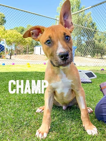 RSPCA WA rescued puppy, Champ