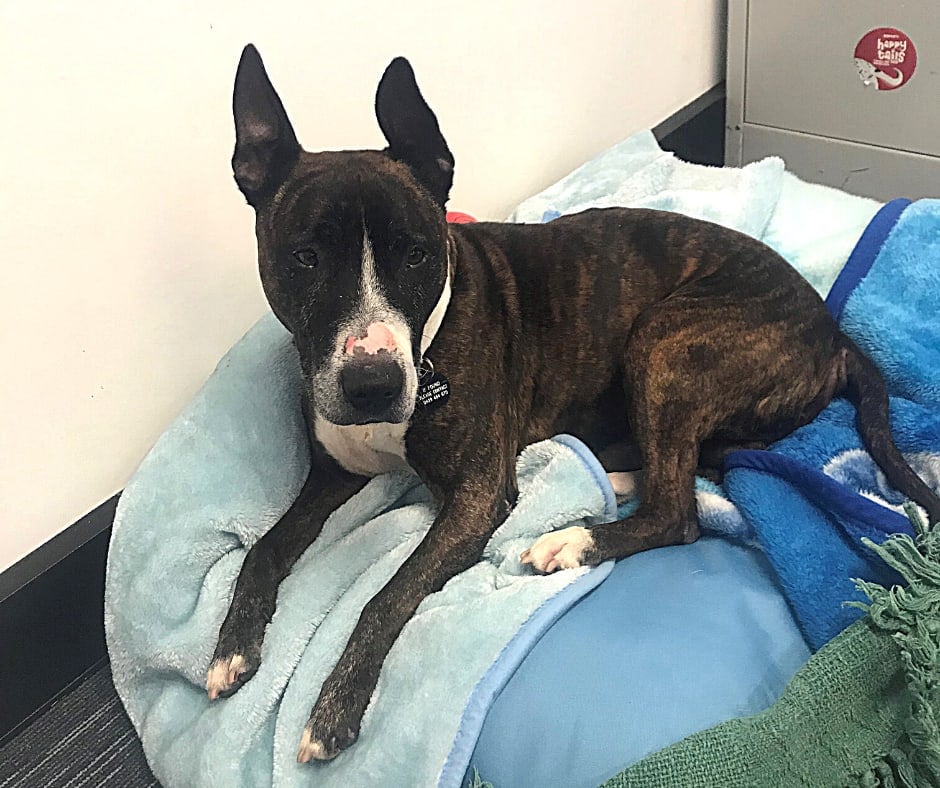 Harvey, an emaciated dog, has made a full recovery at RSPCA WA