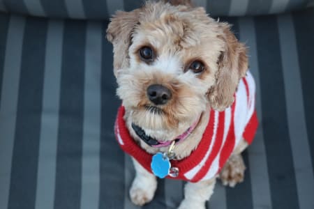 small dog wearing a winter coat