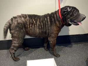 RSPCA rescued Shar Pei Licorice who was suffering