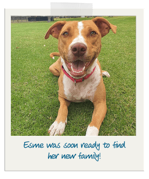 Esme who was rescued and rehomed by RSPCA WA, waiting on the grass to meet her new family