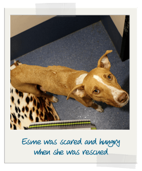 Esme, rescued dog at RSPCA WA clinic