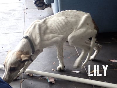 Lily was left to starve