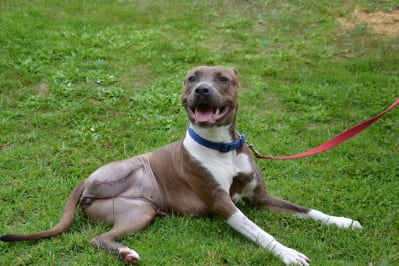 Bobbi, mixed breed dog with amputated right hind leg