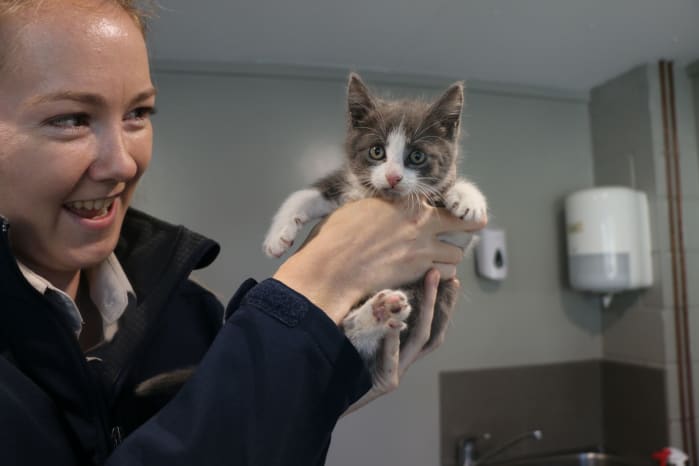 RSPCA WA Inspector Jade holds the rescued kitten up.