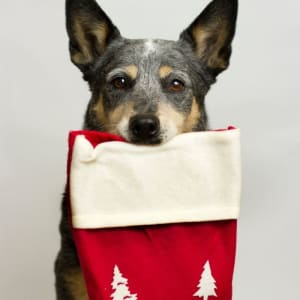 Blue Heeler dog with Christmas stocking in his mouth