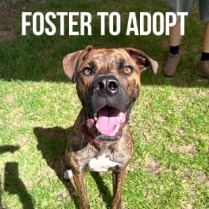 Foster to Adopt Barney, a rescued Staffy dog at RSPCA WA