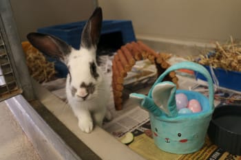 A rabbit with an Easter basket full of eggs