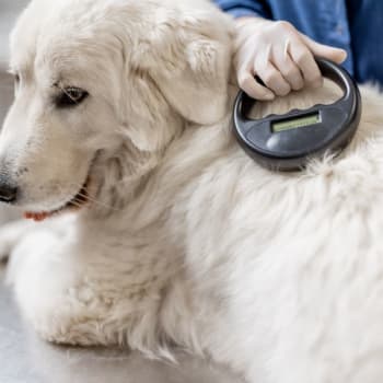 Dog on vet table having mircochip tested