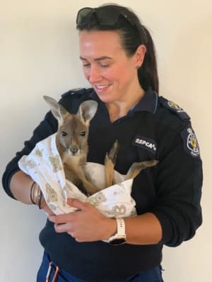 rescued joey in arms of RSPCA Inspector