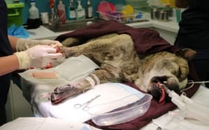 A dog undergoes surgery to remove grass seeds from between its toes