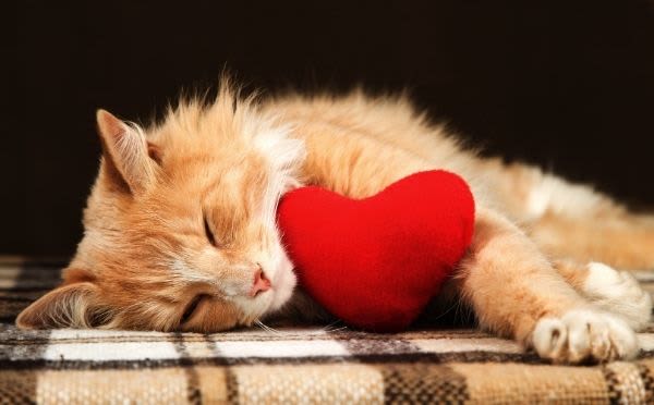 cat holding heart-shaped plush toy