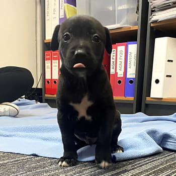 Puppy on carpet in RSPCA WA office