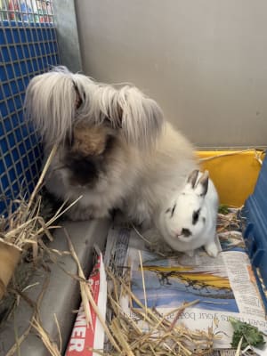 RSPCA Rescue rabbits Smooche and Pooki
