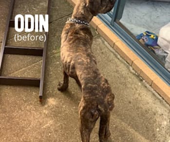 Odin was so skinny his hips and ribs were clearly visible when he was rescued