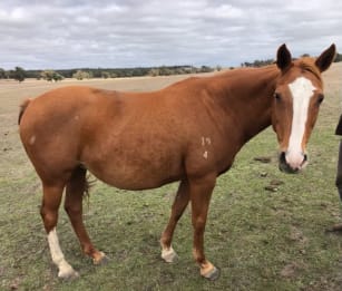 Xanadu, a mare rescued by RSPCA WA Inspectors, has made a full recovery
