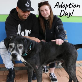 Dawson, rescue dog at RSPCA WA meets his new adopted parents