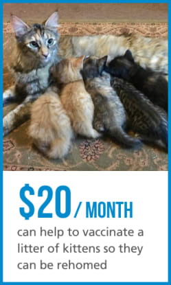 A monthly donation of $20 per month can help vaccinate a litter of kittens so they can be rehomed.