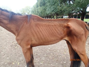 Sunny was described as ridiculously underweight when rescued by RSPCA WA Inspectors
