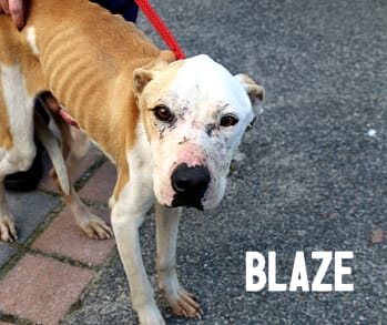 Blaze, a Staffy-cross dog, died from prolonged starvation.