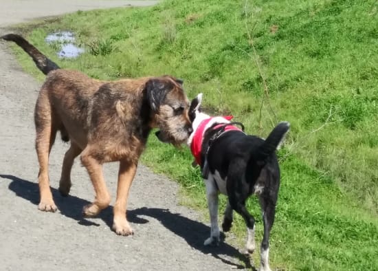 Dogs meeting on a walk