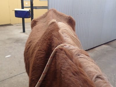 The outline of the horse