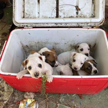 Puppies in an esky prior to being rescued by RSPCA. 