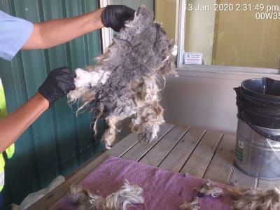 matted dog hair removed from a small dog