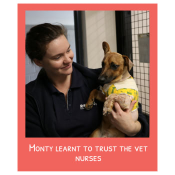 Monty learnt to trust the vet nurses
