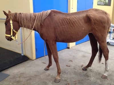 Remi the horse at the vet the day she was rescued
