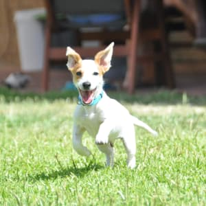 Jester loving life in his new home