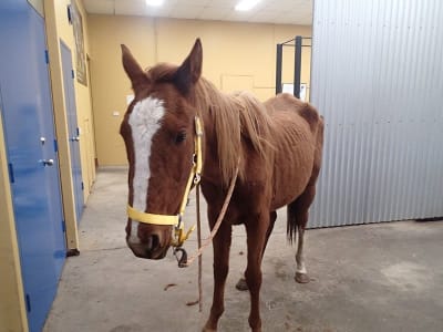 Remi the horse showed signs of muscle wastage as a result of being starved