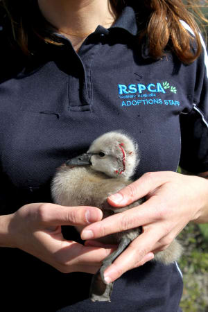 injured cygnet in arms of RSPCA animal attendant