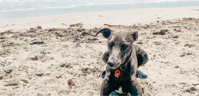 dog on south Fremantle dog beach