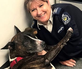 Harvey, the rescued dog, with RSPCA WA Inspector