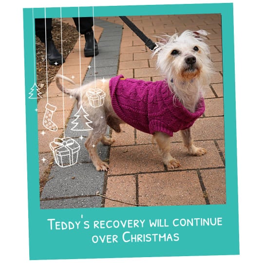 Teddys recovery will continue over Christmas