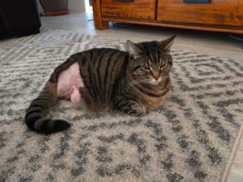 Nige the cat had her leg amputated after being caught in an inhumane steel-jawed trap