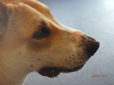 Scotty, a Besenji cross dingo dog, was beaten and suffered from muscle damage