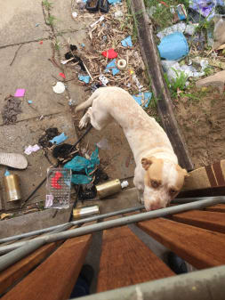 RSPCA WA inspector image of Freckles at the property.