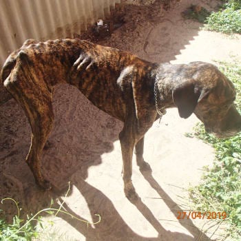 Redley, a brindle Great Dane, was starved. His owner has been prosecuted.
