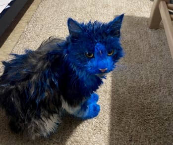 RSPCA case cat painted with a blue substance