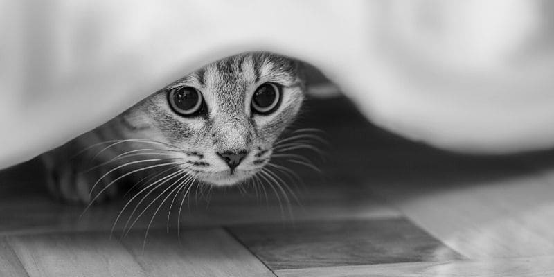 A cat looks frightened hiding under a bed.